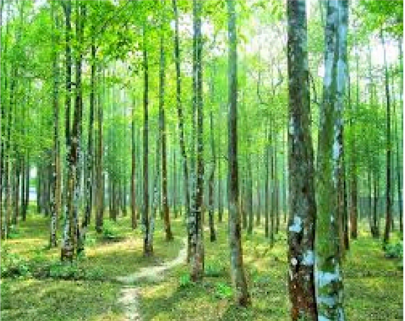 আগর / Agarwood